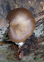 Entoloma sericeum.